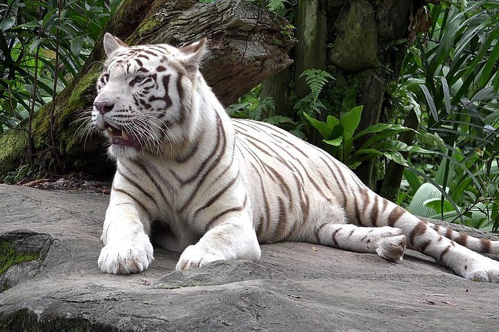 White Tiger Delhi Zoo